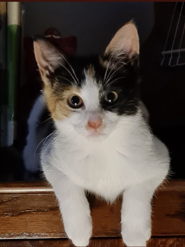 Good morning lovely friends. Happy Birthday to me! I am 4 today💕 We don’t know the actual date as I was born under a shed, but me &amp; mummy always celebrate on this day. This pic is from my adoption post. I am so grateful that I was found❤️🐾 #Hedgewatch #CatsOfTwitter #RescueCat