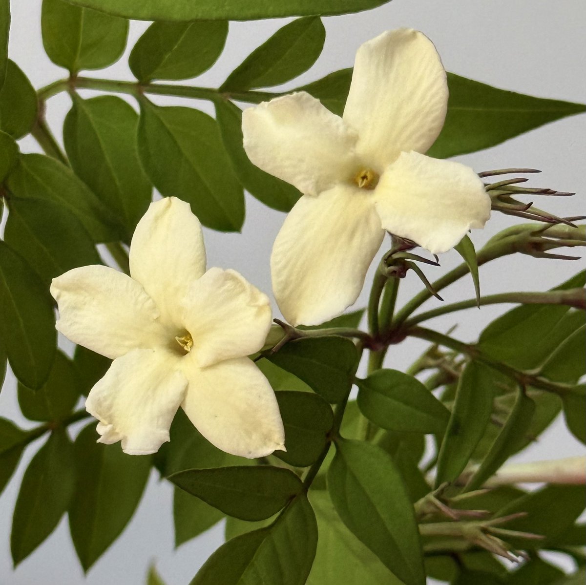 For #MondayMotivation sharing this elegant cream colour Jasmine ‘Clotted Cream’ with good scent and a pollinator for bees. 

#jasmine #scentedplants #climber #garden #bordehillgarden