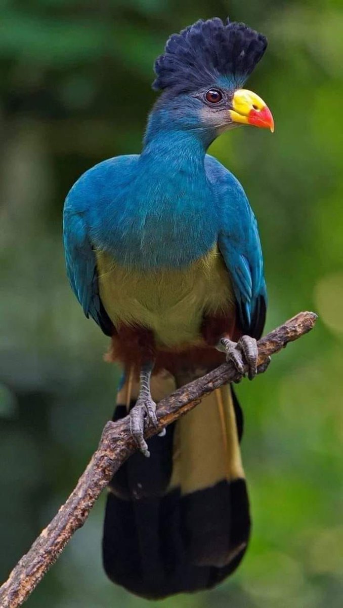 sweet Bird's (@96317abbas) on Twitter photo 