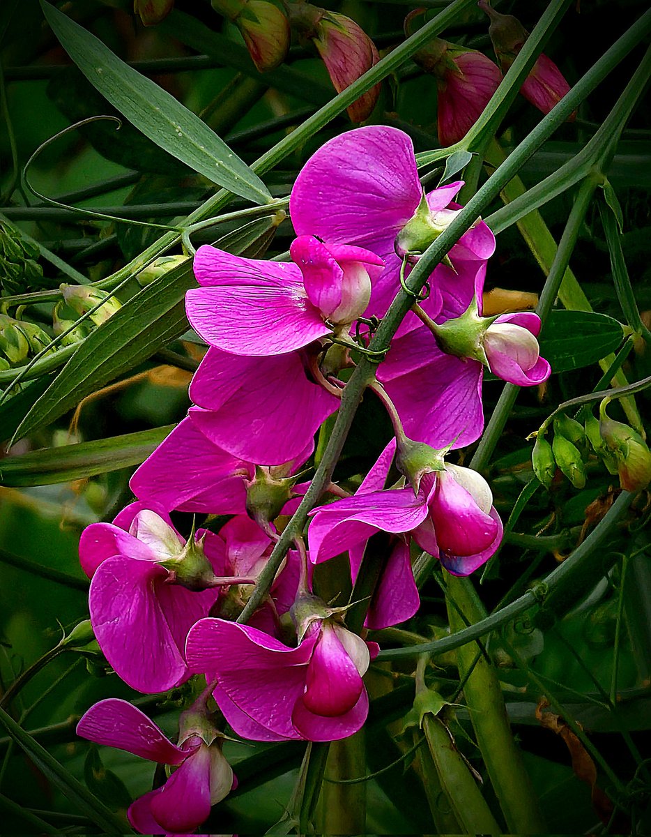 🌿🩷
#MagentaMonday
#NatureBeauty