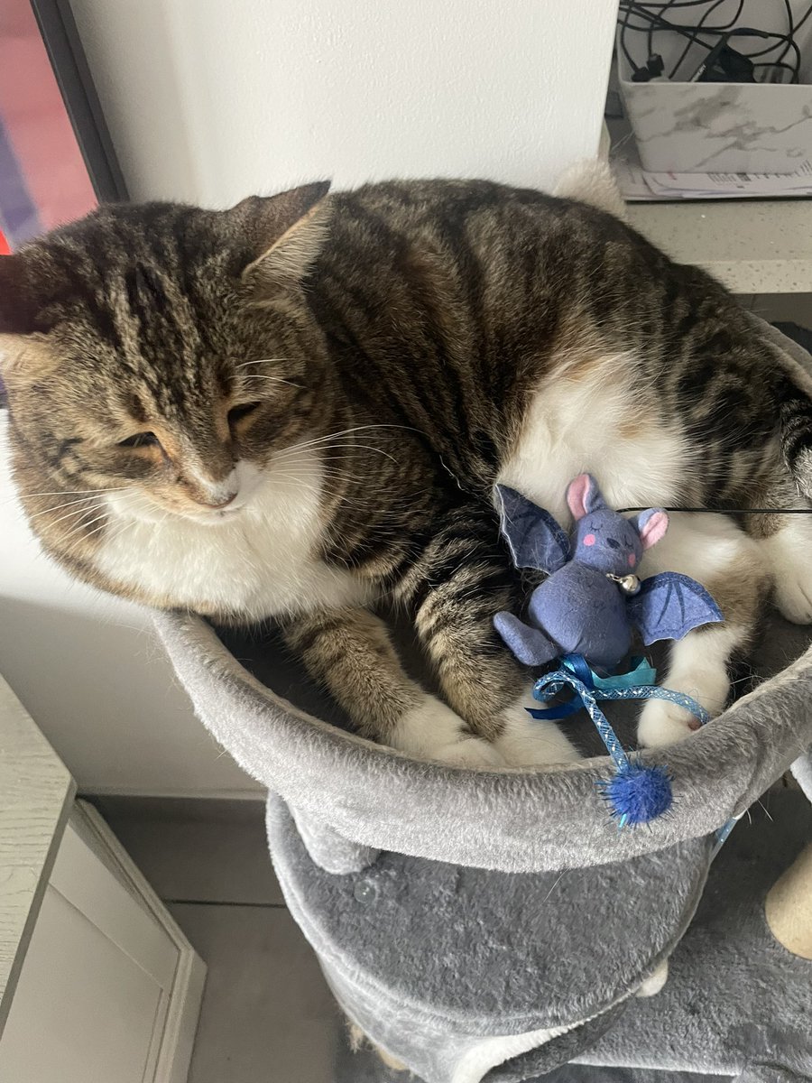 Anyone for a slice of bat 🦇 loaf 🍞..?? It’s yummy ! 😋🙀😹

Happy #kittyloafmonday - love Sox 🧦 😻❤️🌸💐🌼🌹🪴🤗🐾

#CatsOfTwitter #newweek #monday #MondayMotivation #MondayMorning