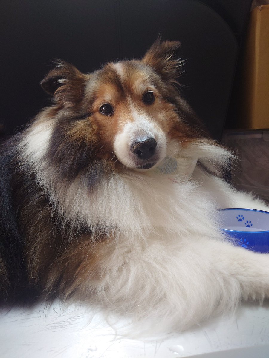 今日も点滴行ってきました。食欲上がらないからあれやこれや食べそうなものをたくさん買ってみたけど…なかなか食べず、好きなおやつも匂い嗅いでプイってしちゃう…少しでいいからご飯食べてね😭