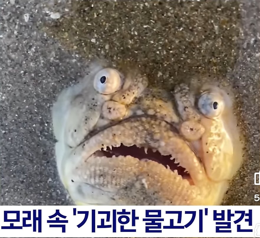 단아 tweet media