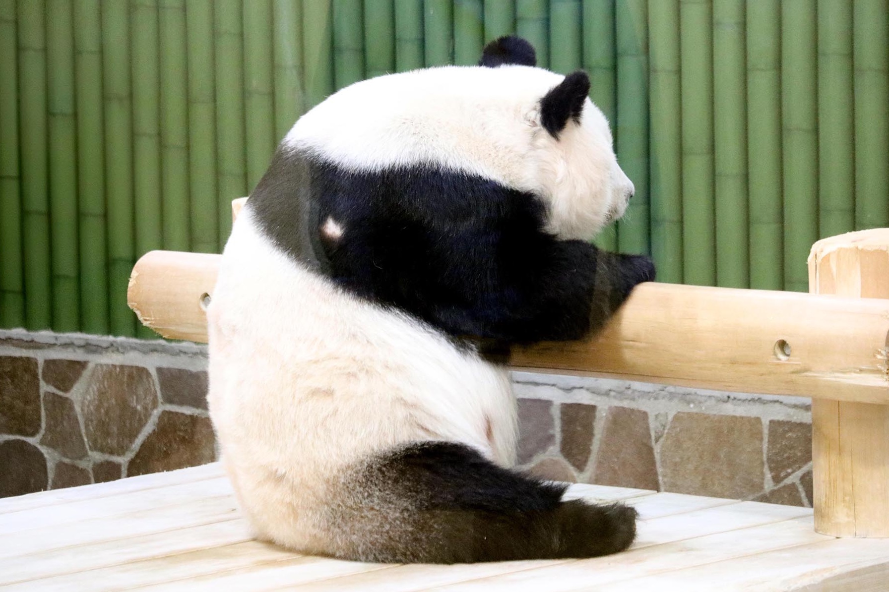 タンタン　※ご確認ページ 段ボールスウェット サイドジップ開きトレーナー – Doux Avenir