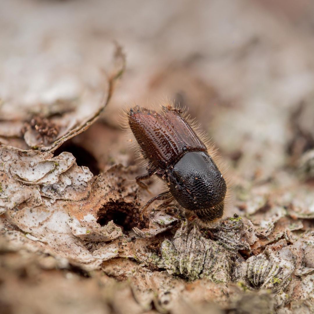 Record droughts + warmer winters = more bark beetles. 🪲

💡 Big data and AI modelling can help to map the risks. From stand age to soil type, this study provides vital insight into sustainable forest management in Europe.

Read more ⬇️

environment.ec.europa.eu/news/big-data-…

#SfEP