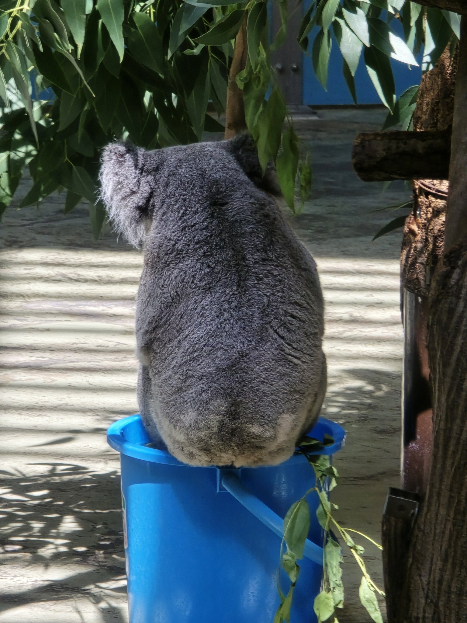取り置き中　コアラの親子とアジサイ　他5枚 イチャイチャ親子だよ🐨💖🐨💐 20250712 🙅‍♀️無断転載禁止