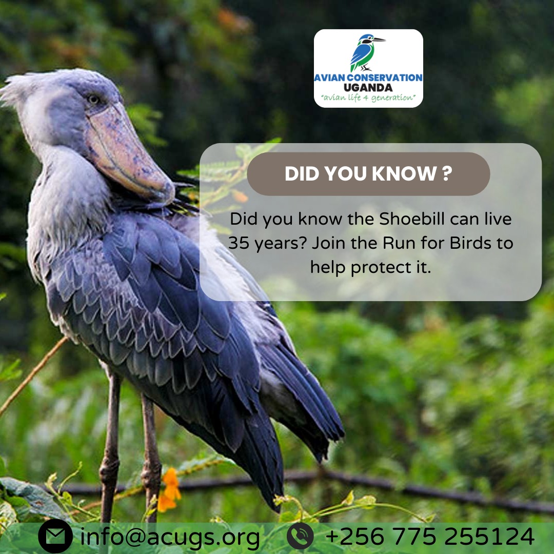 acus_uganda's tweet photo. Join us to the Run 4 Birds, come October 19th this year ππππ¦ https://t.co/JpILQcqbeN