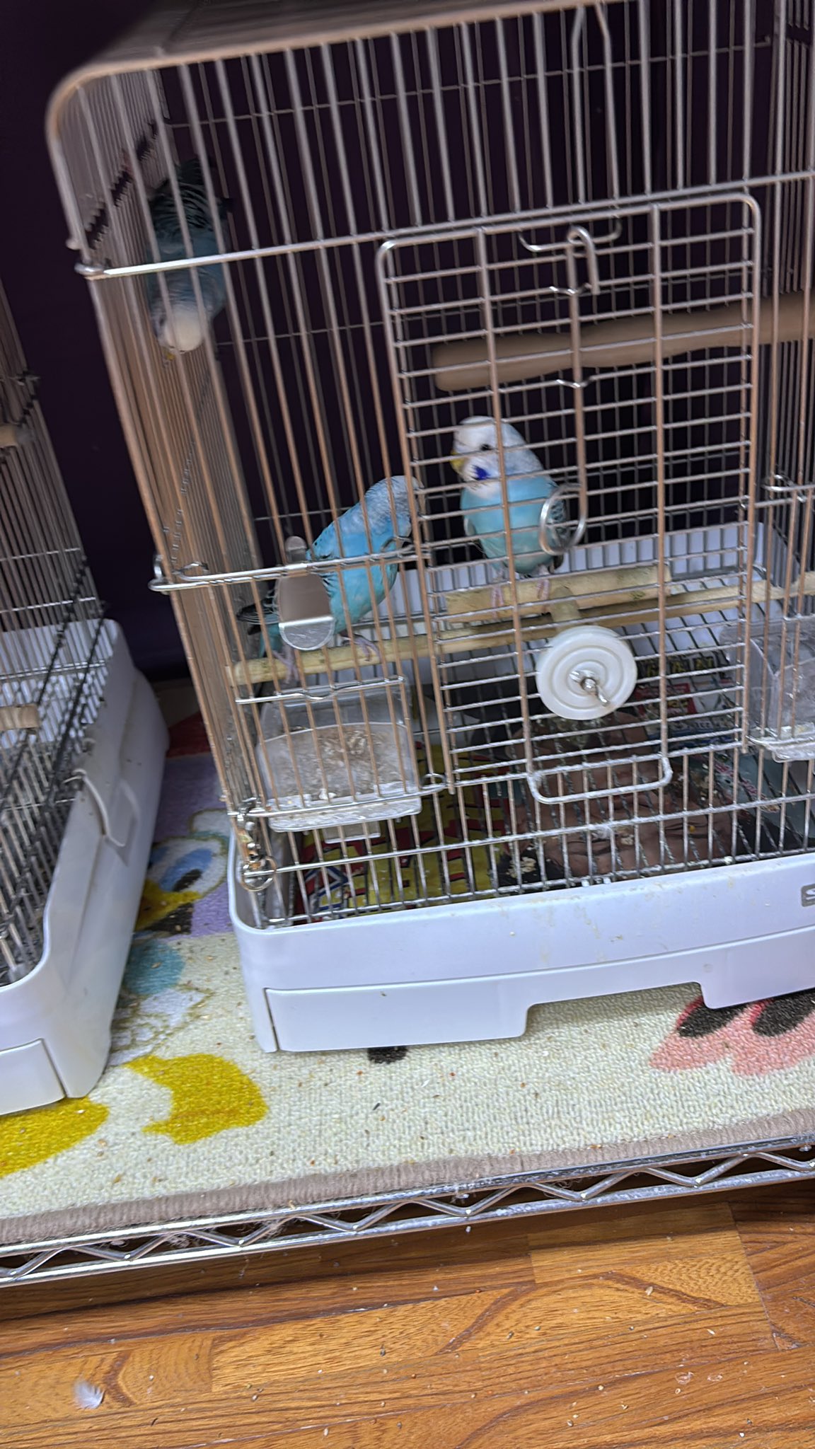 ともこ🐦 🕊オカメインコちゃんも新加入🦜Don't DM me! インコ垢