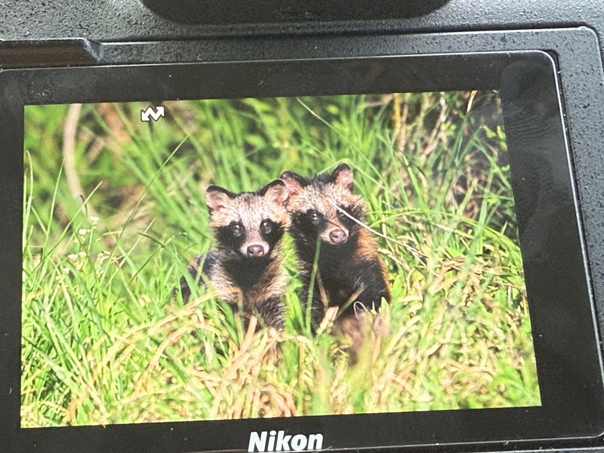 子だぬき接近ᐢ⓿ᴥ⓿ᐢ
#ホンドタヌキ #タヌキ