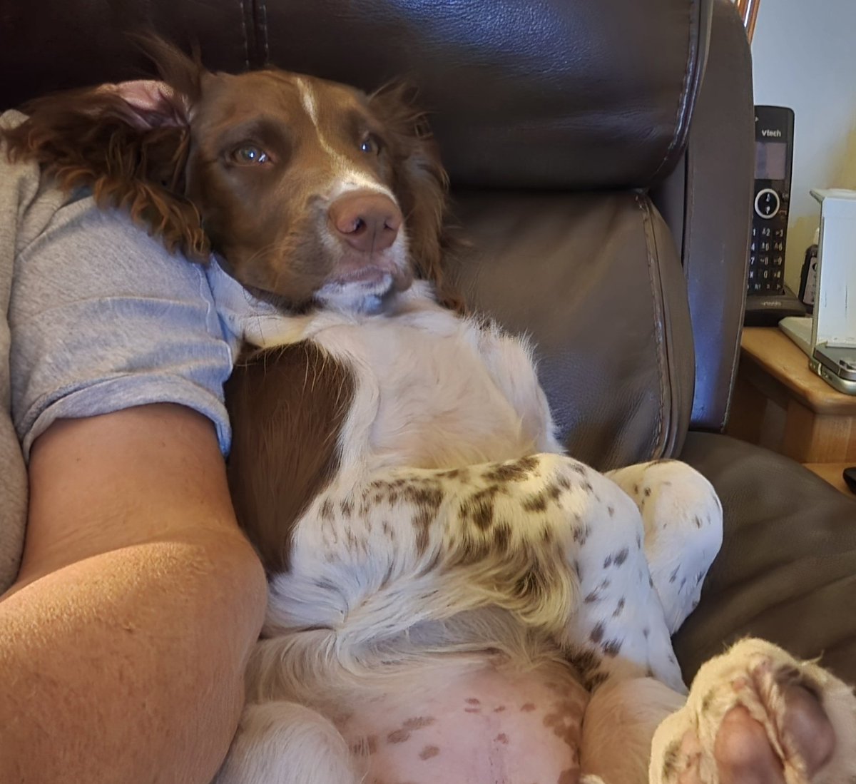 Just chilling 😊
*photo contains a puppy tummy*