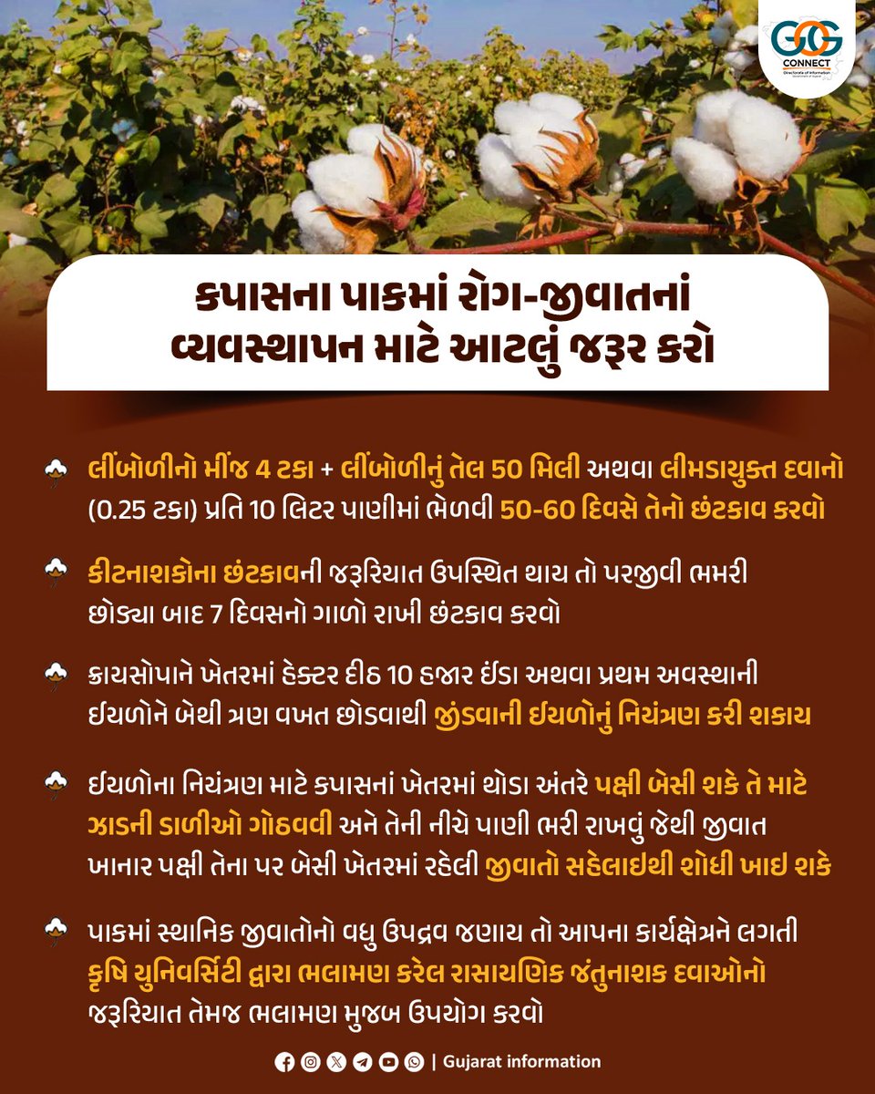 InfoGujarat's tweet photo. ખેતી નિયામક કચેરીએ કપાસના પાકમાં રોગ-જીવાતનાં વ્યવસ્થાપન માટે મહત્ત્વપૂર્ણ પગલાં સૂચવ્યા…
#CropProtection #FarmerWelfare #ProPeople #wecare #GujaratGovernment https://t.co/VTMr7TjTDX
