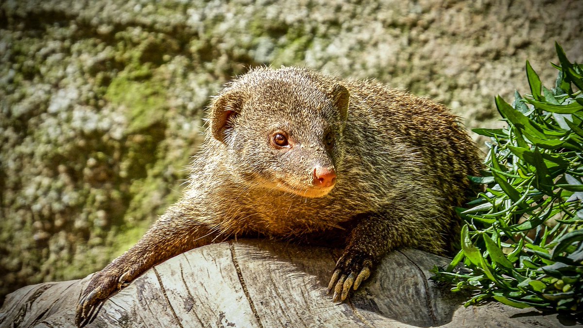 tiefenunscharf's tweet image. 松弛 Manchmal ist Entspannung einfach eine Frage des Loslassens... 😌

📷 #relaxation #recreation #nature #photography #wildlife