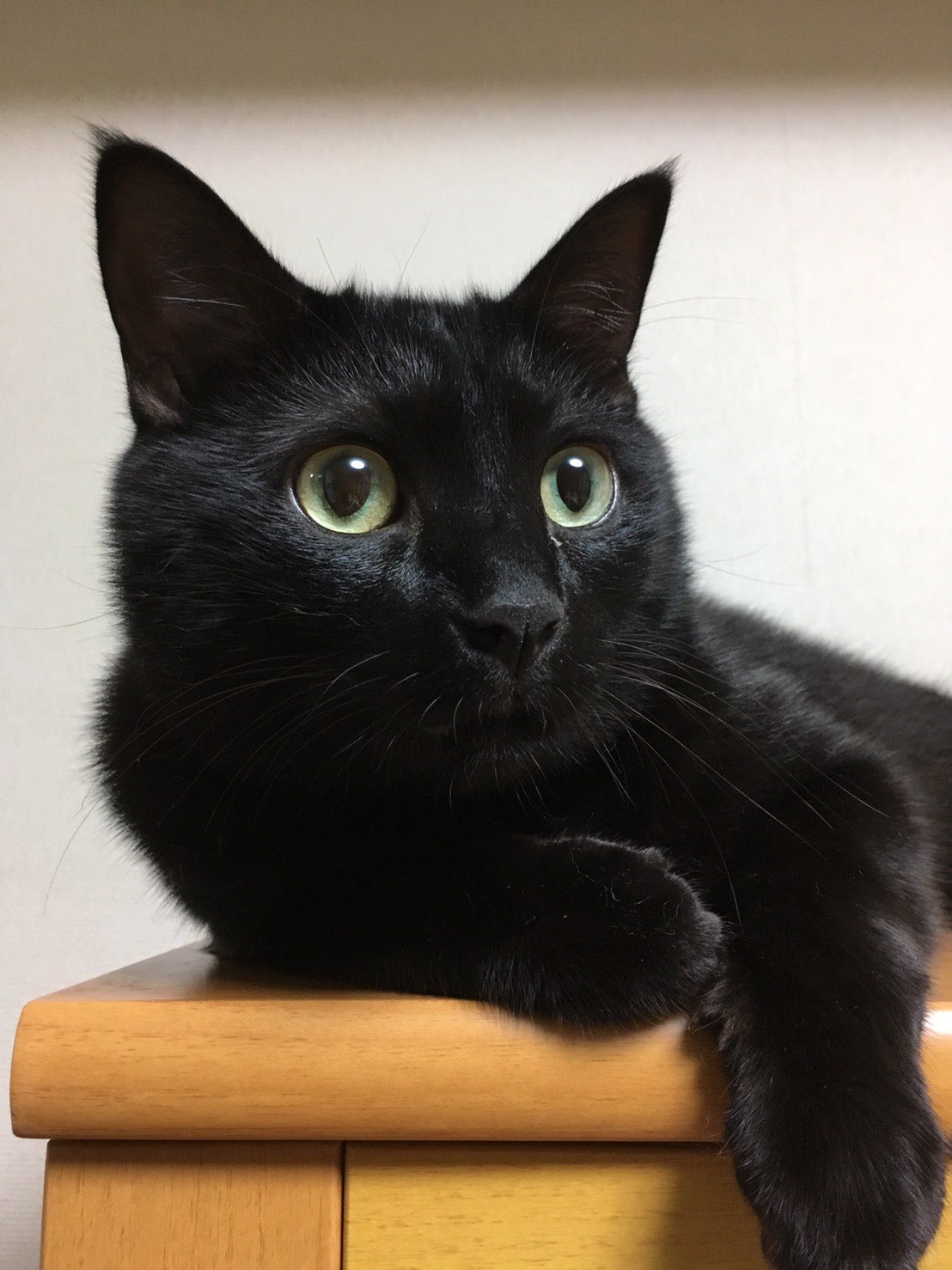 アンティーク大きな瞳や長いヒゲ、まつ毛が美しく、大きなリボンも可愛い招き猫 アンティーク大きな瞳や長いヒゲ、まつ毛が美しく、大きなリボン