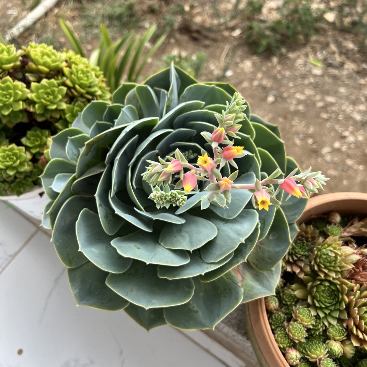 çiçeğin renginin güzelliğine bakın✨