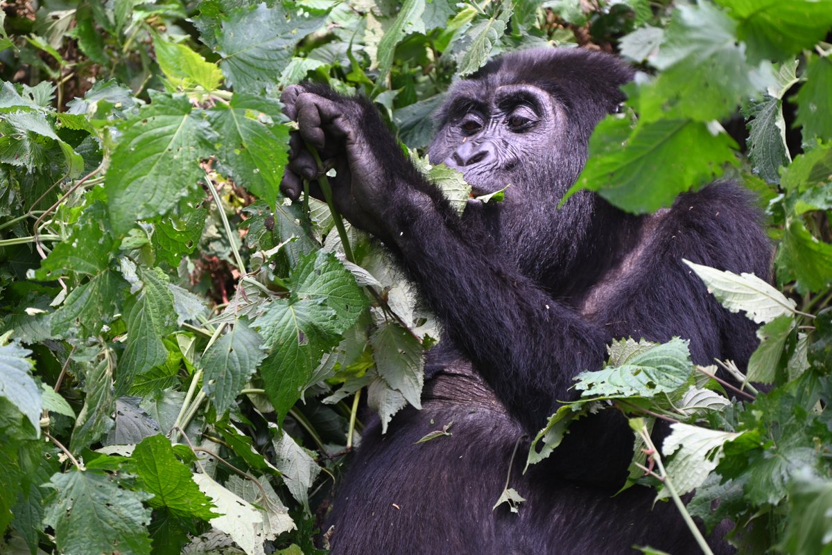 AerolinkUganda's tweet image. A gorilla trek demands your full energy. Arrive at your best for that once-in-a-lifetime encounter. Fly #Aerolink to #Bwindi or #Mgahinga and be physically and mentally ready for the magic. #FlyAerolink #ArriveReady #GorillaTrekking #SafariReady #GorillaTrekking #ExploreUganda