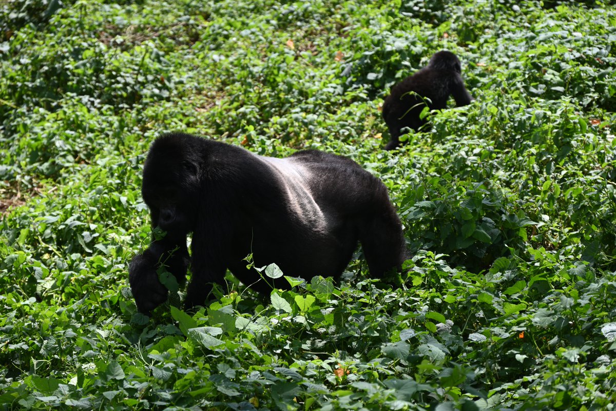 AerolinkUganda's tweet image. A gorilla trek demands your full energy. Arrive at your best for that once-in-a-lifetime encounter. Fly #Aerolink to #Bwindi or #Mgahinga and be physically and mentally ready for the magic. #FlyAerolink #ArriveReady #GorillaTrekking #SafariReady #GorillaTrekking #ExploreUganda