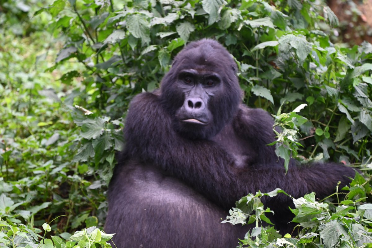 AerolinkUganda's tweet image. A gorilla trek demands your full energy. Arrive at your best for that once-in-a-lifetime encounter. Fly #Aerolink to #Bwindi or #Mgahinga and be physically and mentally ready for the magic. #FlyAerolink #ArriveReady #GorillaTrekking #SafariReady #GorillaTrekking #ExploreUganda