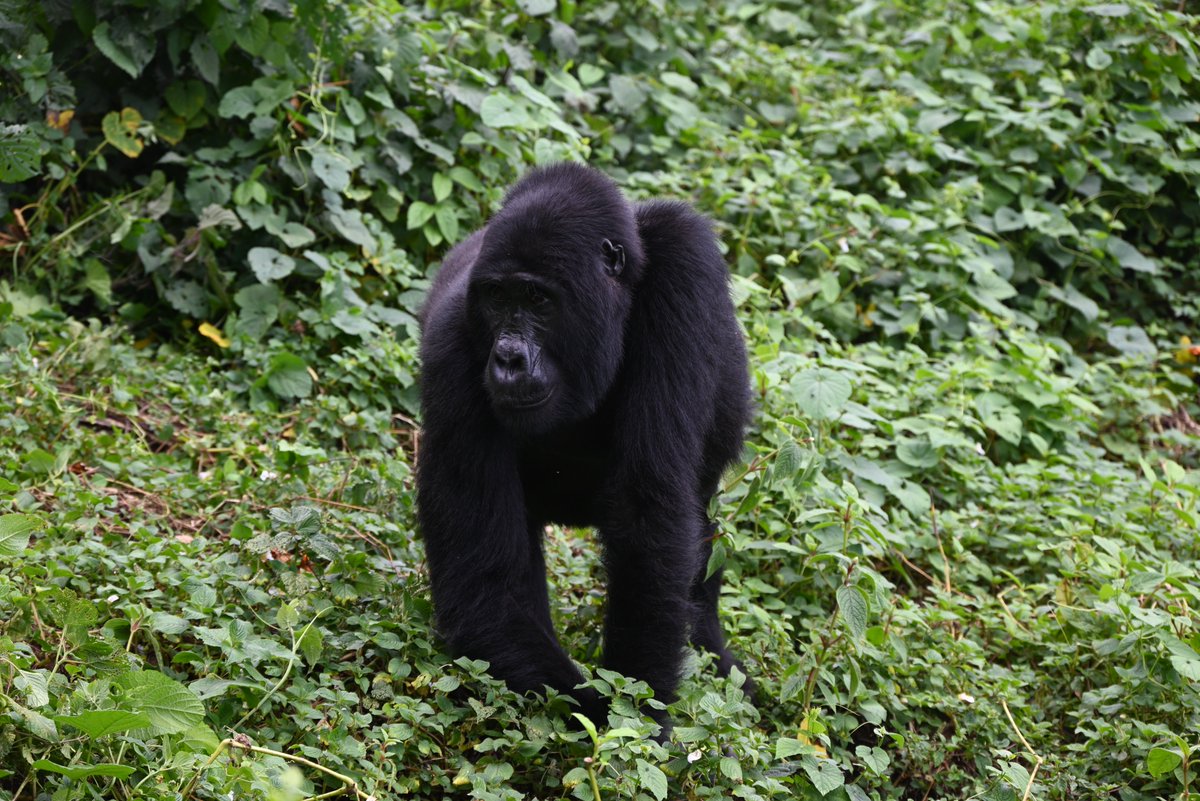 AerolinkUganda's tweet image. A gorilla trek demands your full energy. Arrive at your best for that once-in-a-lifetime encounter. Fly #Aerolink to #Bwindi or #Mgahinga and be physically and mentally ready for the magic. #FlyAerolink #ArriveReady #GorillaTrekking #SafariReady #GorillaTrekking #ExploreUganda