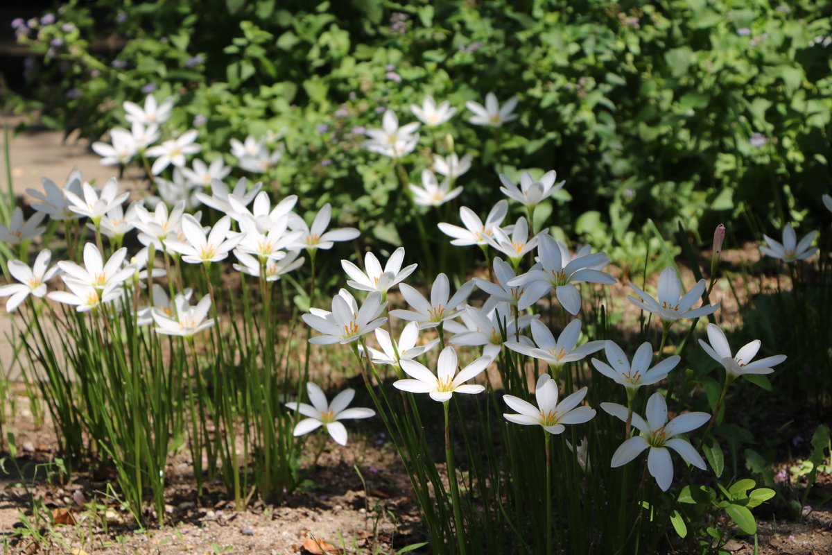 水連の庭 セキスイデザインワークス | 水栓柱（1/1ページ） | 庭まわり