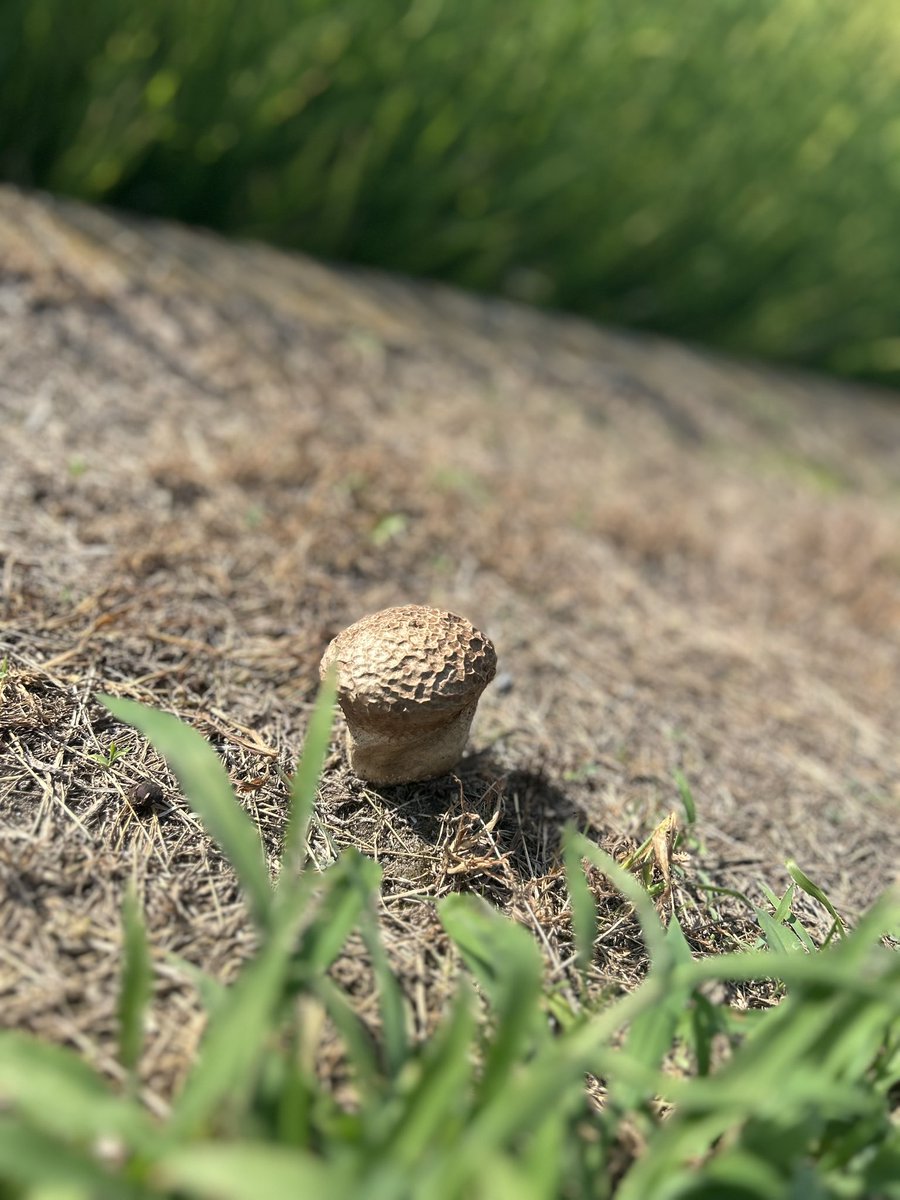 道端でみつけた🍄
