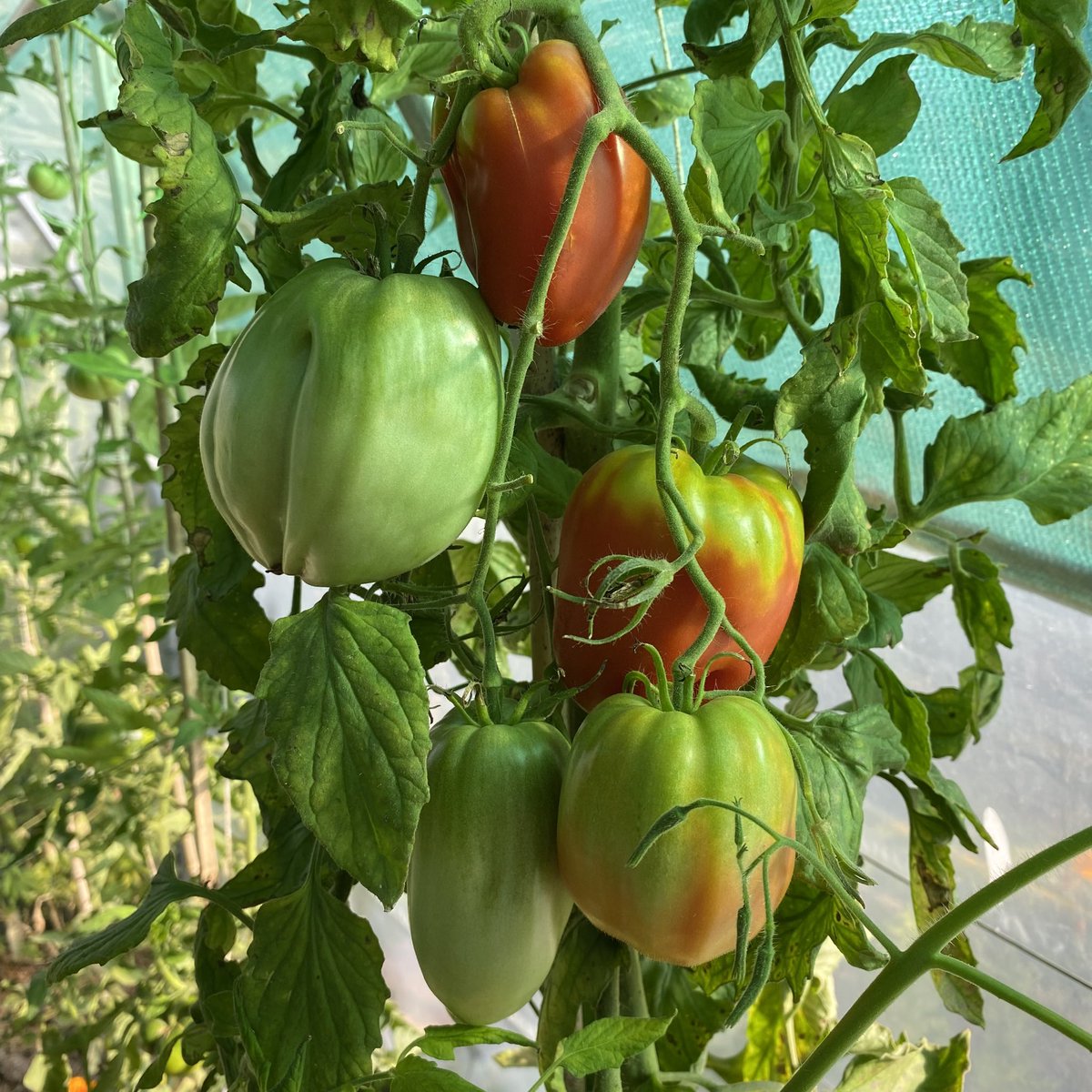 G27Marco's tweet image. On n’en n’a pas encore fini avec les belles et bonnes #tomates #maison au #jardin #serre !! #fruit