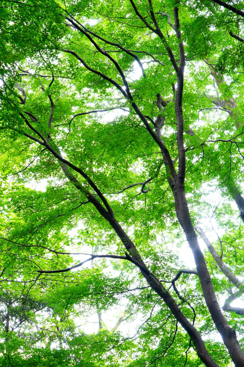 yuka1093's tweet photo. 夏もみじ。
【東京カメラ193歩】配信中!
PGYTECH #CameraStrapPro と一緒に大都会の大自然スナップ😊📷🦋💚
YouTube▶️ https://t.co/dkd9SpKAmk
#pgytech #camerastrap
#写真好きな人と繋がりたい
#写真撮ってる人と繋がりたい https://t.co/4cWfFJQbWA