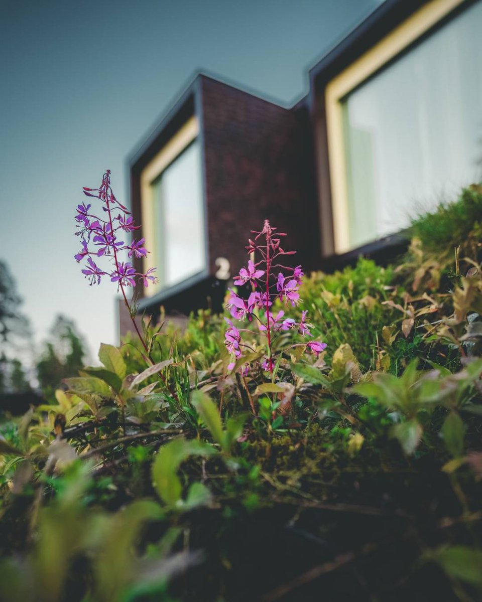 Arctic TreeHouse Hotel tweet media