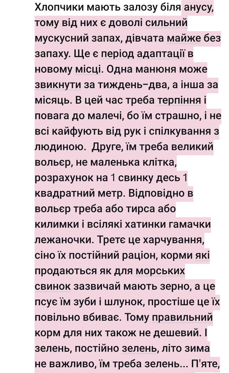 feerelina's tweet photo. @ellli_li_li Морські свинки - це не невибаглива тваринка як пишуть, це дорого!Я маю двох. Перше, краще заводити двох, і одночасно, вони дуже соціальні тваринки, тому якщо буде одна, вона буде сумувати як мінімум, і краще брати однополих якщо не плануєте розводити. Хлопчики мають залозу біля👇 https://t.co/8ZwZ5MCo8a
