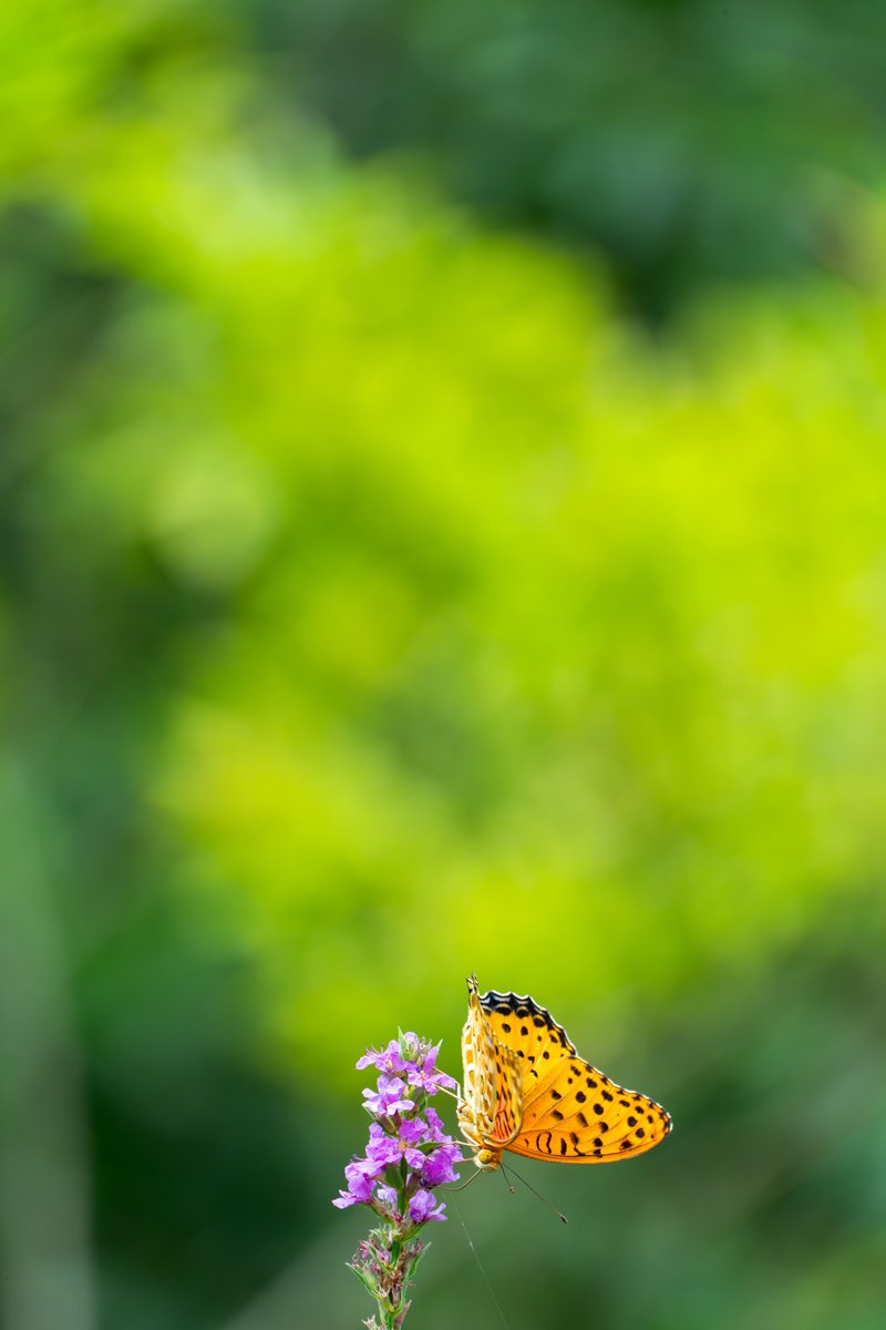 yuka1093's tweet photo. 【東京カメラ193歩】配信中!
PGYTECH #CameraStrapPro と一緒に大都会の大自然スナップ😊📷🦋
YouTube▶️ https://t.co/dkd9SpK2wM
#pgytech #camerastrap
#写真好きな人と繋がりたい
#写真撮ってる人と繋がりたい https://t.co/Bi8gB8XN3w