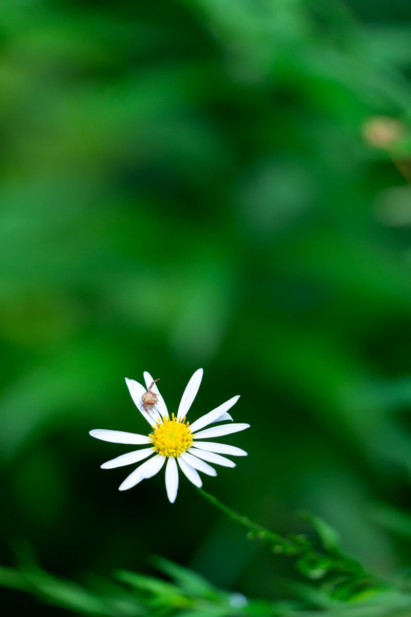 yuka1093's tweet photo. 【東京カメラ193歩】配信中！
PGYTECH  #CameraStrapPro と一緒に大都会の大自然スナップ😊📷🦋

YouTube▶️ https://t.co/dkd9SpKAmk

#pgytech #camerastrap 
#写真好きな人と繋がりたい
#写真撮ってる人と繋がりたい https://t.co/FfSk5OENQS