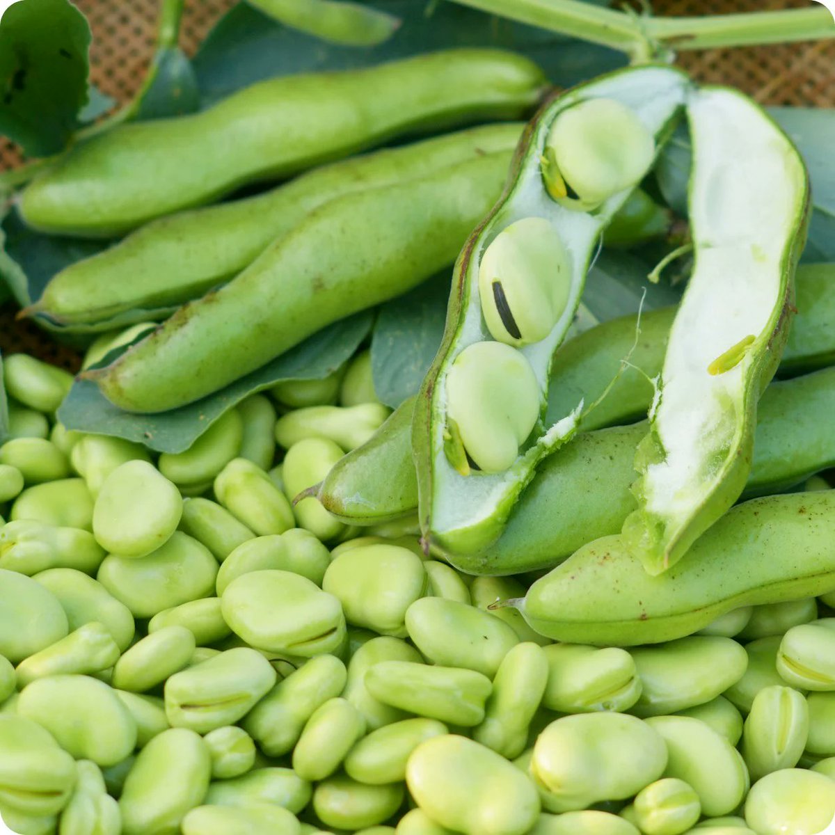 El Mot-li! d'ahir dg 17 d'agost era FAVA,
rodamots.cat/fava/
i amb això enllestim els mots de la 2a setmana, ja heu trobat el tema? 🤔
forms.gle/786WnZrovwqhuT…
Comença un nou tema x descobrir; el Mot-li! d'avui dilluns té 8️⃣ lletres,
vilaweb.cat/motli/
🟢🟢🟢🟢🟢🟢🟢🟢