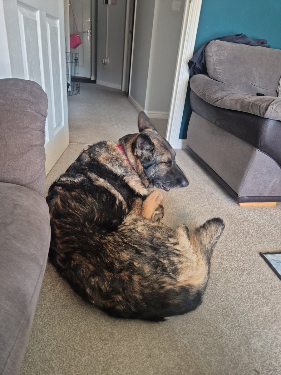 I'm a bit under the weather today. Lots of cuddles I think! 💙🐾💙