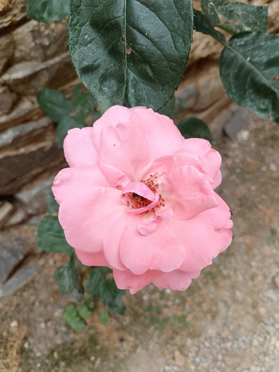 Nuestro más sentido pésame a la familia del bombero fallecido en Espinoso de Compludo. Reconocemos su esfuerzo y lloramos su pérdida.
Y esperamos que su compañero herido se recupere lo antes posible. Un fuerte abrazo.
#abadiadeCompludo
#tebaidaberciana