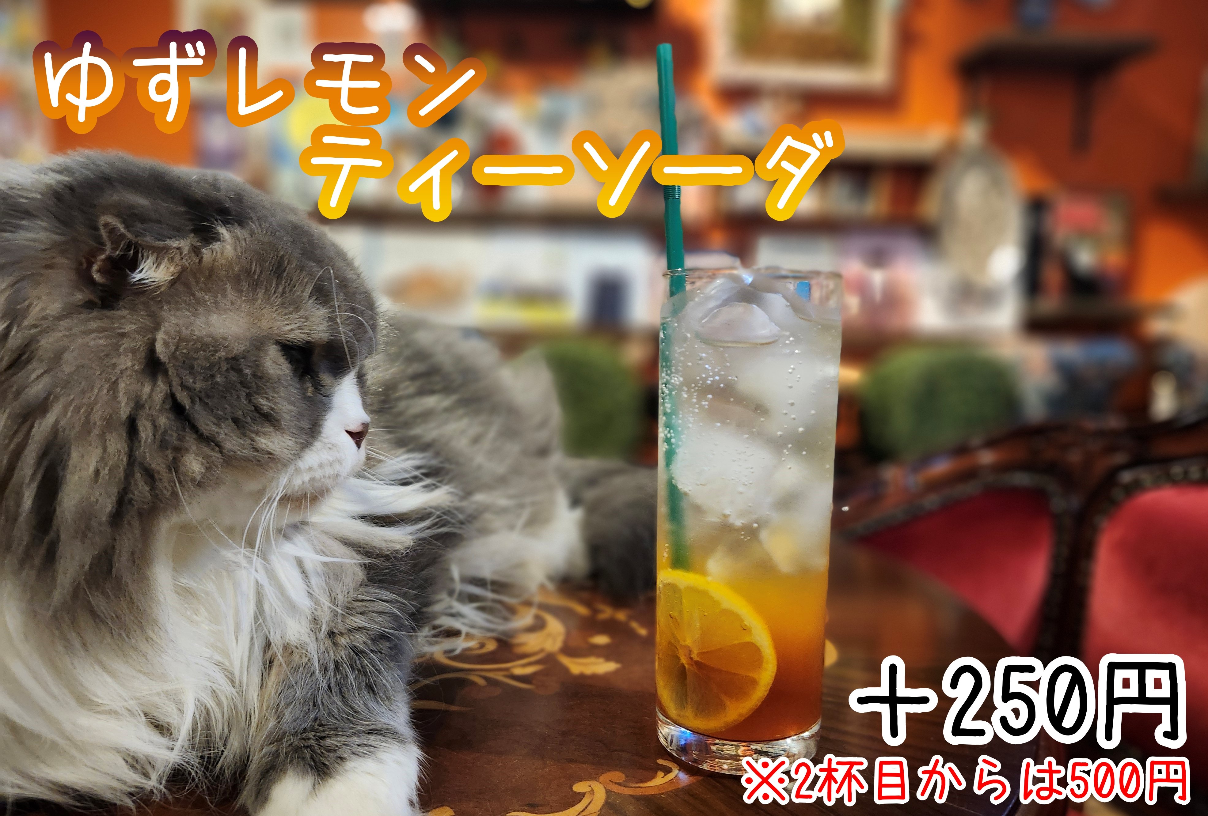 猫カフェ猫音 (@nyaon2014) / X