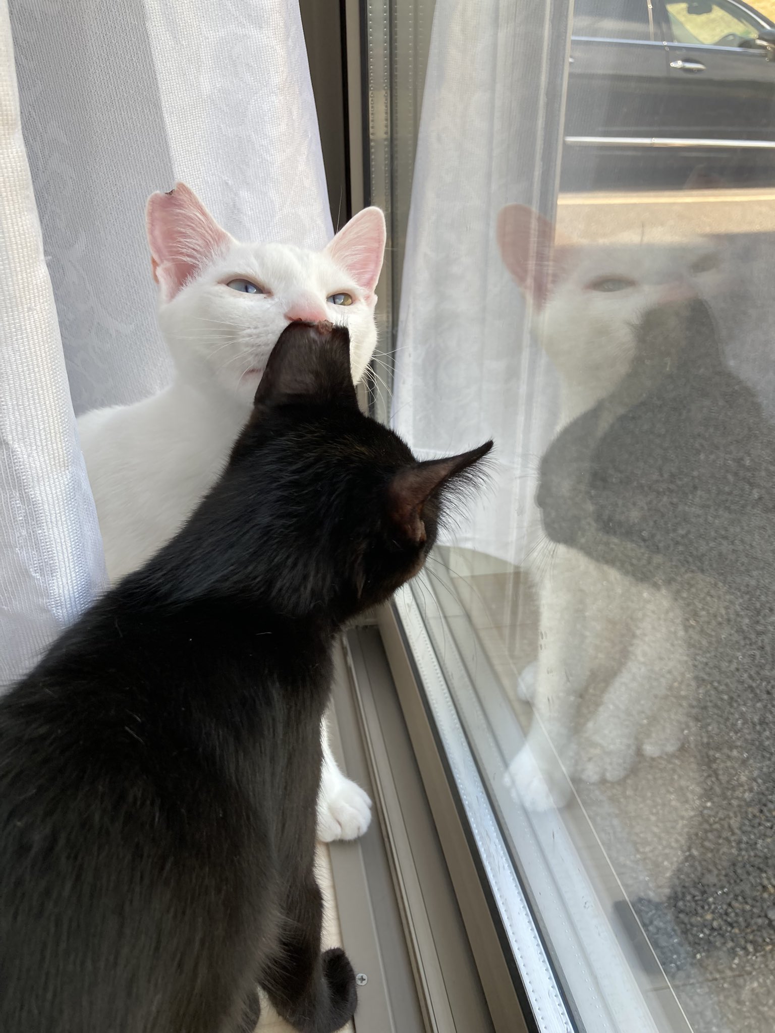 hacodeco、双子の仔猫 haco_deco (@haco_deco_petit) • Instagram photos and videos