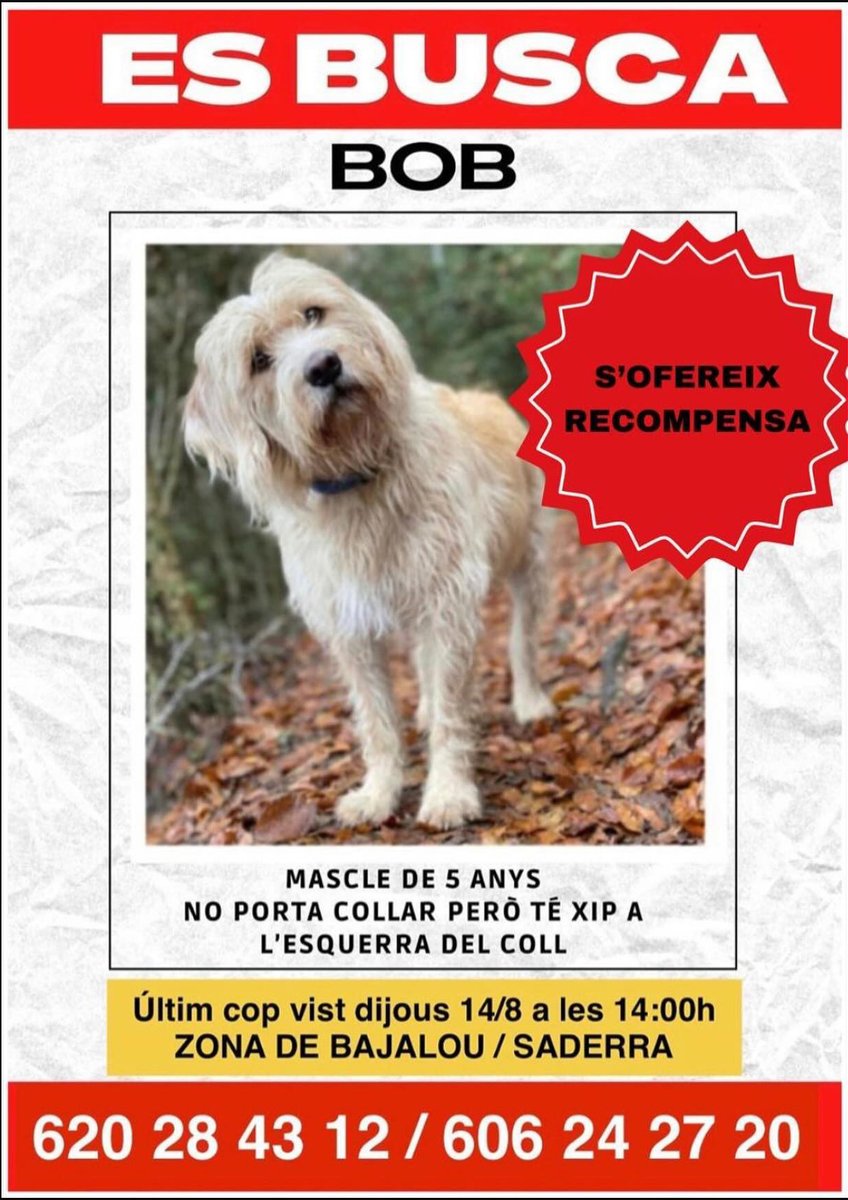 OsonaProtectora's tweet photo. ATENCIÓ ⚠️: En Bob es va perdre el 14/8/2025 a Bajalou / Saderra (Orís). Porta xip. Es podria haver allunyat. Màxima difusió 🙏🏼

☎️  Si algú el veu o té informació, contactar amb els telèfons 620 28 43 12 / 606 24 27 20

La Protectora d’Animals d’Osona només ajuda en la difusió. https://t.co/DwxTQhgFSs