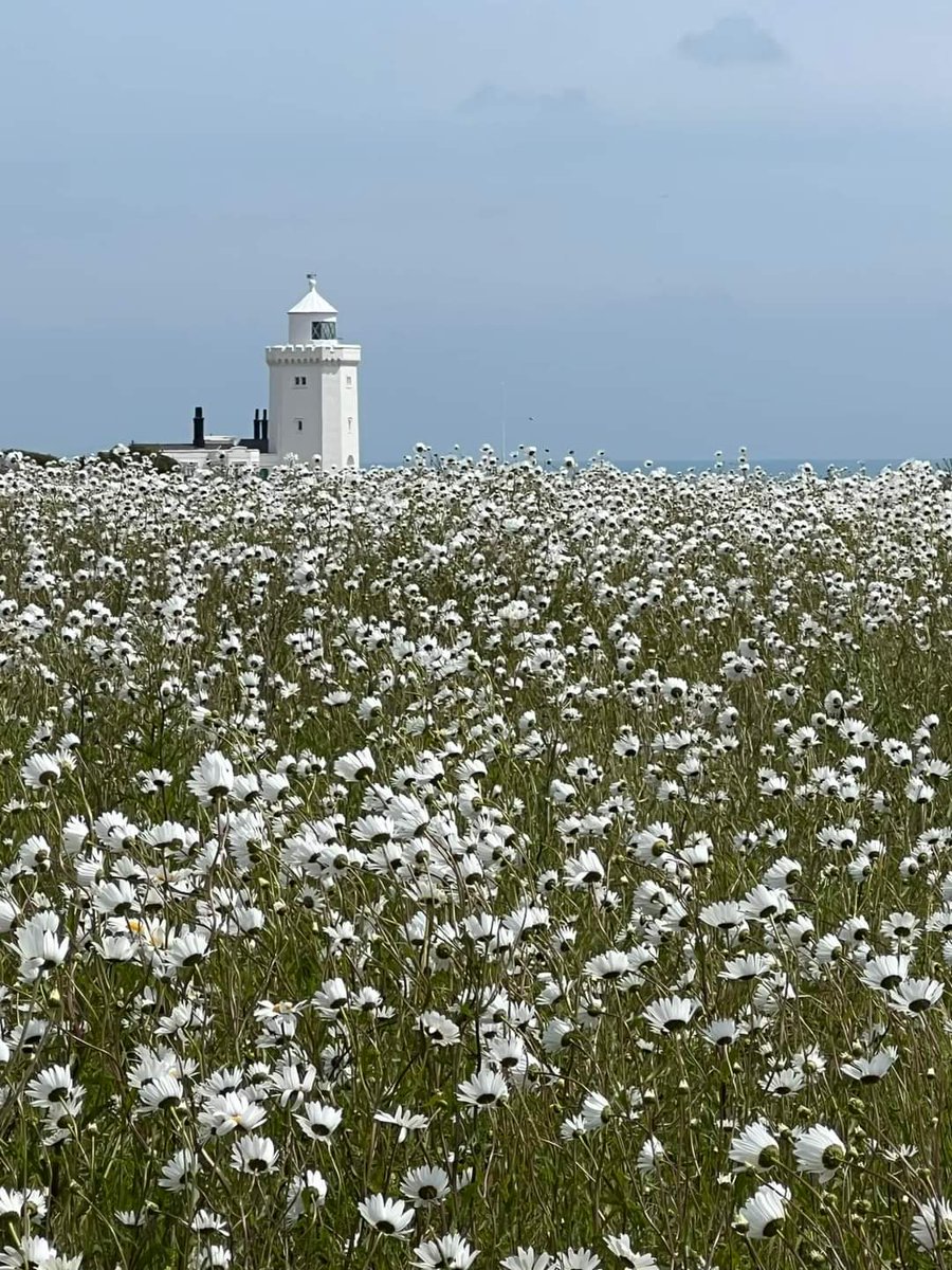 #photochallenge  #beau_gustus
Initiatief van <a href="/dthta57/">TA57</a> met vandaag <a href="/wbos54/">Willy Bos 🦋</a> 

#dag18 thema #vuurtoren