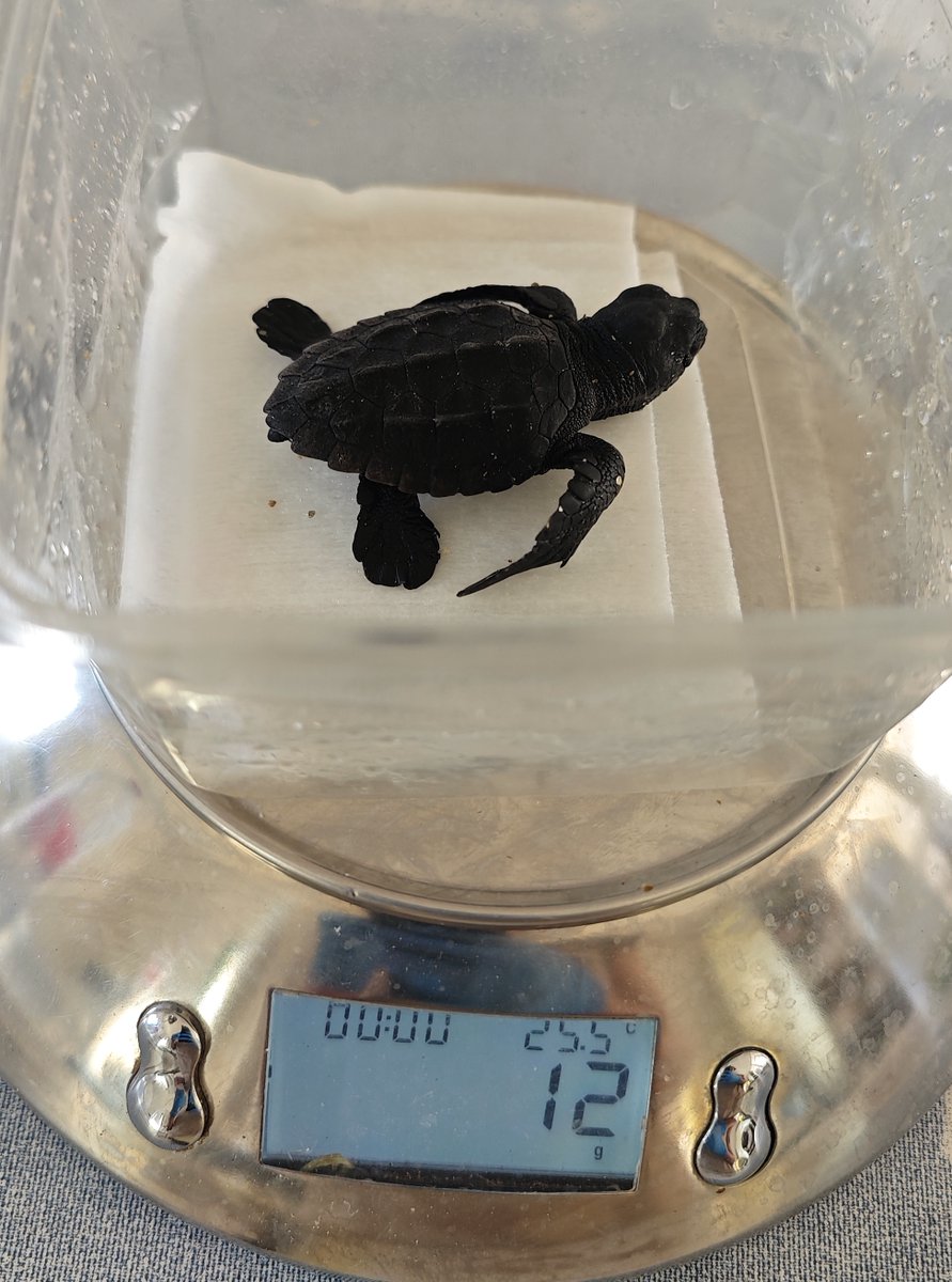 Senator Hotels & Resorts tweet media