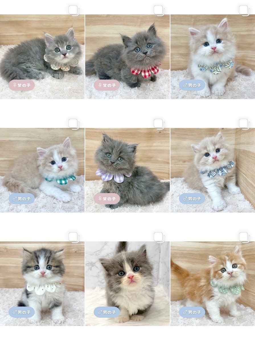 ð«§ æç¥ã®ç«ã¡ããå°éïŸïŸïŸïœ°ïŸïŸïœ° ð«§ (æ ª)LEGARE (@legaremeow) on Twitter photo ããã«ã¡ã¯ðŽ*
ã
€
â«ïžInstagramïŒåç«ã¡ããäžèЧïŒ
â«ïžã¿ããªã®åç«ããªãŒããŒ
ã
€
æŽæ°ããŸããâ
ã
€
ãããããããã£ãŒã«ã®ãªã³ã¯ããã¢ã¯ã»ã¹ãã§ããŸãã®ã§ïœ€ãã²ã確èªãã ããð±ð
#ç«å¥œããããšç¹ãããã
#ç« #ãã
#ç«ã®ããæ®ãã ããã«ã¡ã¯ðŽ*
ã
€
â«ïžInstagramïŒåç«ã¡ããäžèЧïŒ
â«ïžã¿ããªã®åç«ããªãŒããŒ
ã
€
æŽæ°ããŸããâ
ã
€
ãããããããã£ãŒã«ã®ãªã³ã¯ããã¢ã¯ã»ã¹ãã§ããŸãã®ã§ïœ€ãã²ã確èªãã ããð±ð
#ç«å¥œããããšç¹ãããã
#ç« #ãã
#ç«ã®ããæ®ãã