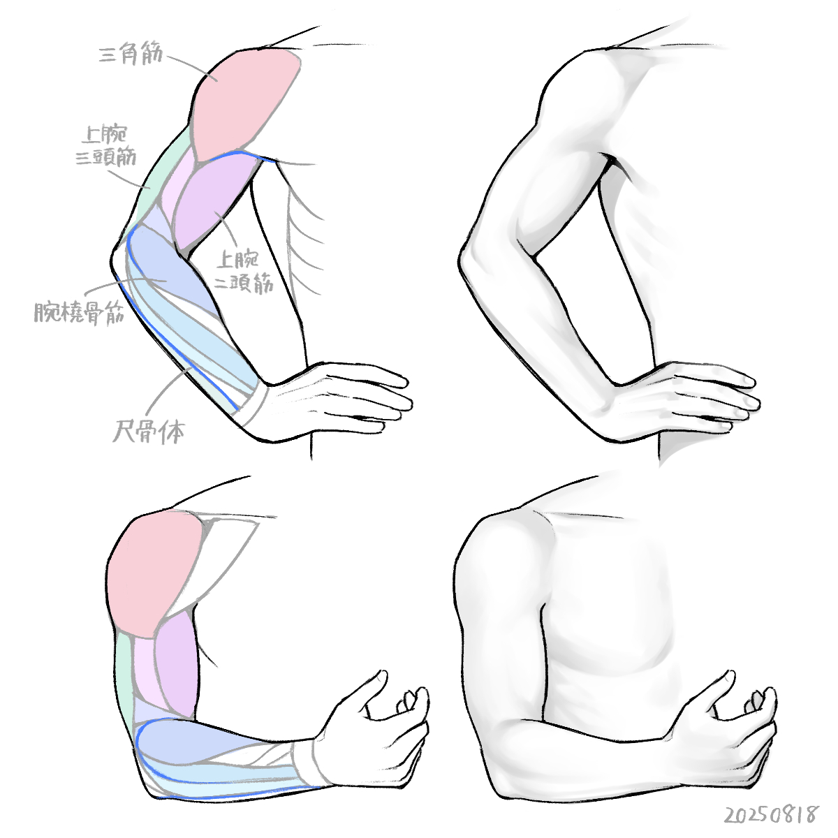 腕橈骨筋まわりを覚えれば男性っぽい腕を描けるような気がする…
#日々描く