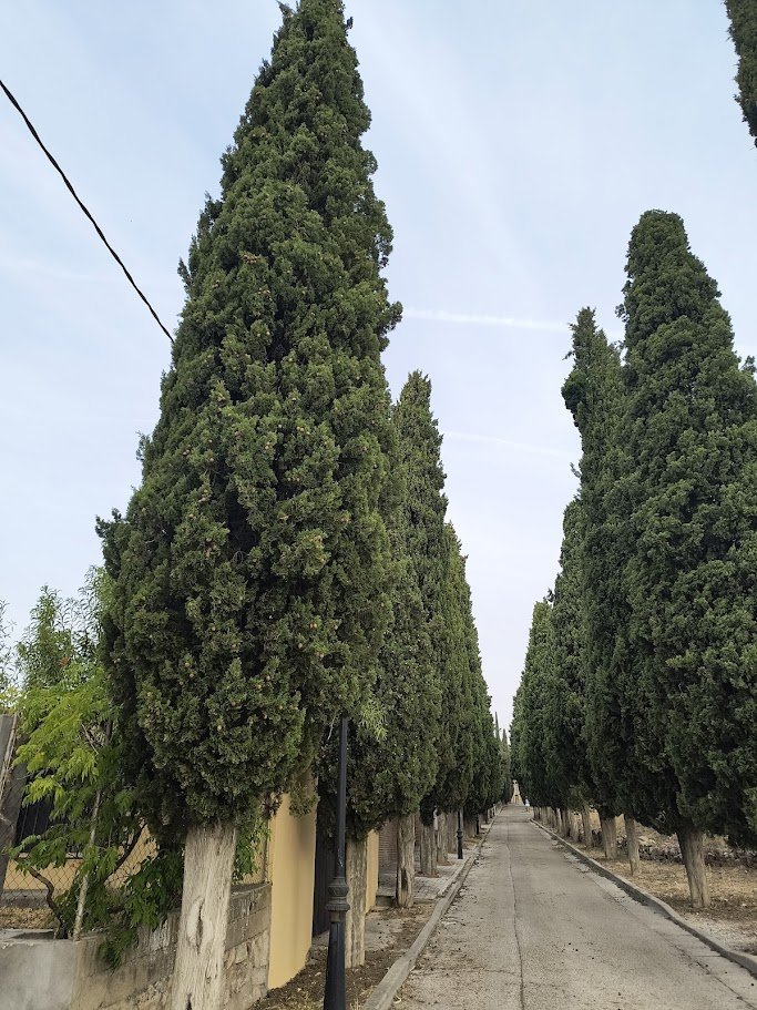 Calle Buenadicha, Torrelaguna (que, por cierto, lleva al cementerio del pueblo...).