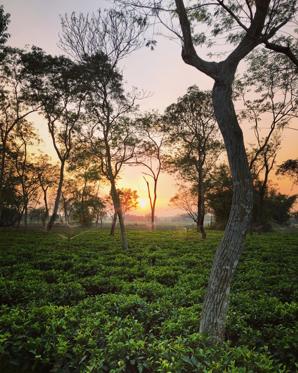 vlochan's tweet photo. Doke grows more than tea — it grows tranquility: https://t.co/FbsAWvnHX3 https://t.co/vEVLPKA3Tj