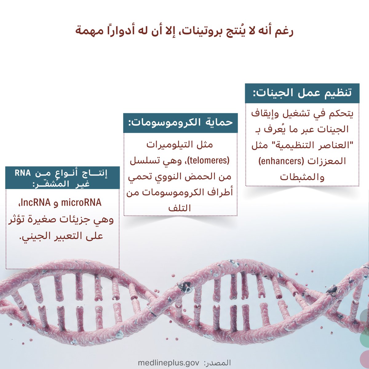 📌 لماذا يُسمى بالحمض النووي المهمل؟
في الماضي، كان العلماء يظنون أن الحمض النووي المهم فقط هو الذي يُنتج بروتينات، وما تبقى ليس له فائدة. لذا أُطلق عليه لقب "junk"، أي المهمل.

لكن اليوم نعرف أن كثيرًا من هذا "الحمض النووي غير المُشفر" له وظائف تنظيمية مهمة.