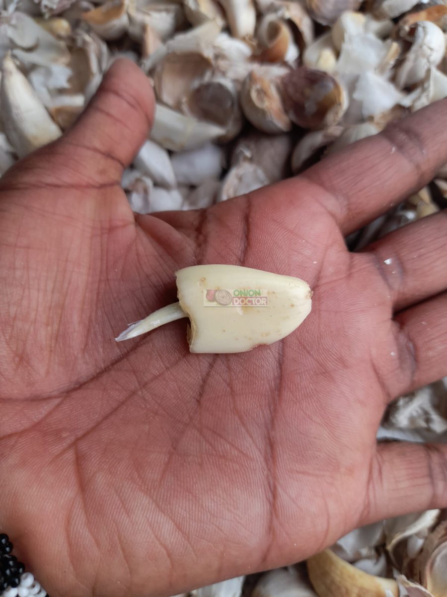 Happy new week😌! 
We’ve got top Onion &amp; Garlic varieties ready for transplanting:
  🌱Onions: Neptune | Red-Coach | Chui | Gamay
 🌱Garlic: Rwandan | African Giant
 Others : Onion &amp; Garlic Value Pack (Drip Kit + Seedlings)
📍 Kiserian | 🚚 Countrywide Delivery
📞 0706252490