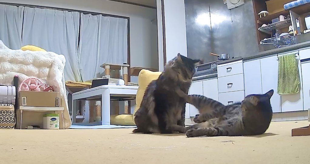 猫ッチョファミリー (@nekosta777) / X