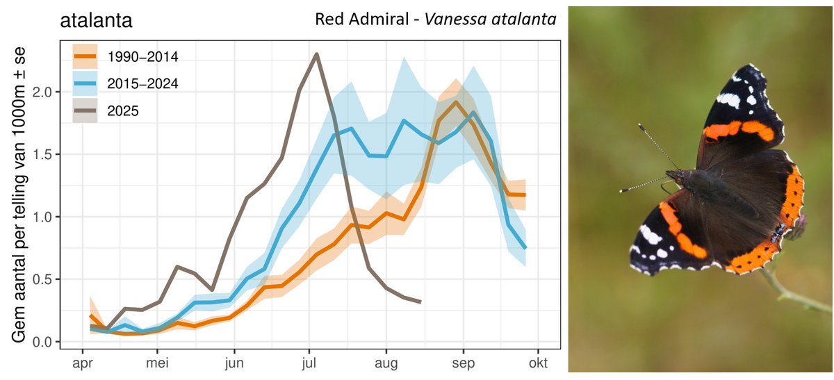 Up to July numbers of Red Admiral (V atalanta) were good on Dutch Butterfly Monitoring transects, but since then they plumeted and now mid-August we have a negative record, as never before there were so few of them counted. This is most probably linked to poor nettle-quality.