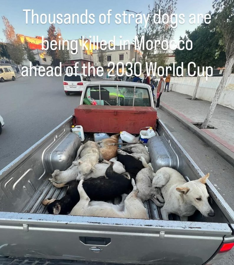 Madeleine Anderson (@theagentmaddi) on Twitter photo #Morocco. #WorldCup2030
THREE MILLION DOGS to be slaughtered. For #football. Where is the outcry? The clubs, the players, the fans . . . ?
<a href="/EnglandFootball/">England Football</a> <a href="/FIFAcom/">FIFA</a>
<a href="/BBCNews/">BBC News (UK)</a> <a href="/itvnews/">ITV News</a> <a href="/SkyNews/">Sky News</a> <a href="/GBNEWS/">GB News</a> #Morocco. #WorldCup2030
THREE MILLION DOGS to be slaughtered. For #football. Where is the outcry? The clubs, the players, the fans . . . ?
<a href="/EnglandFootball/">England Football</a> <a href="/FIFAcom/">FIFA</a>
<a href="/BBCNews/">BBC News (UK)</a> <a href="/itvnews/">ITV News</a> <a href="/SkyNews/">Sky News</a> <a href="/GBNEWS/">GB News</a>