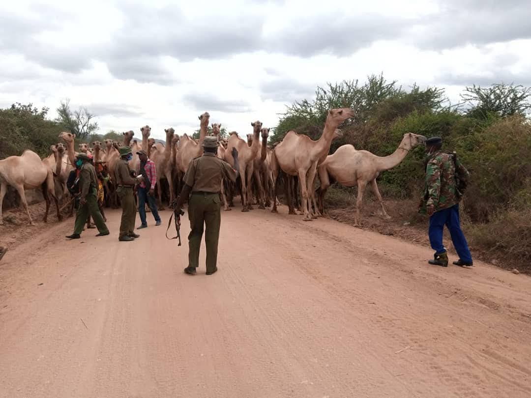 Patrick Safari (@patricksafarir) on Twitter photo Camels have been terrorising our people in Mutha,Kitui. It's alleged that some of them belong to <a href="/HonAdenDuale/">Hon. Aden Duale, EGH</a> , <a href="/ahmednasirlaw/">Ahmednasir Abdullahi SC</a> among others.
If the guys dont take away their camels from kitui,we wil be forced to poison the water points where they drink.
We can't stand it anymore Camels have been terrorising our people in Mutha,Kitui. It's alleged that some of them belong to <a href="/HonAdenDuale/">Hon. Aden Duale, EGH</a> , <a href="/ahmednasirlaw/">Ahmednasir Abdullahi SC</a> among others.
If the guys dont take away their camels from kitui,we wil be forced to poison the water points where they drink.
We can't stand it anymore