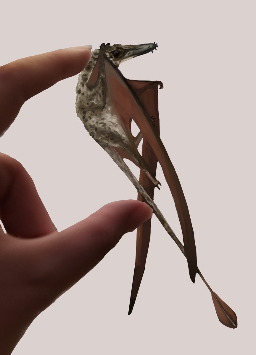 Baby pterosaur, two apples long, at most