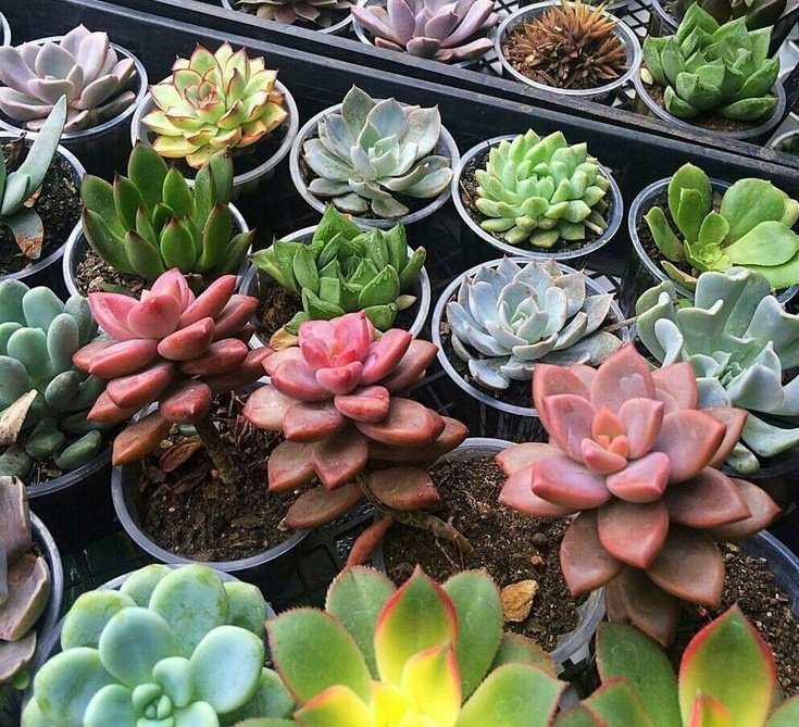 [Rimbun Mini 🌱]

Dibeli dibeli, diliatin juga ngga apa. Harganya sama semua 15.000. Yang mau langsung reply aja, paymentnya bisa QRIS juga ya.